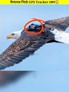 Eagle GPS Trackers 🦅 😱 || #shorts #shortsvideo