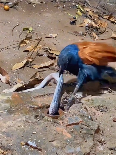 Explore the Wonderful Sounds of Nature Wildlife