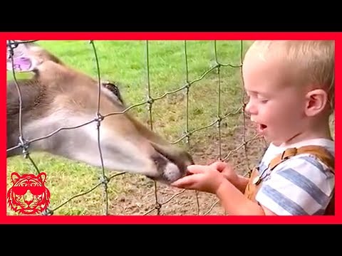 Funny Video ★ أطفال مضحك يخافون الحيوانات