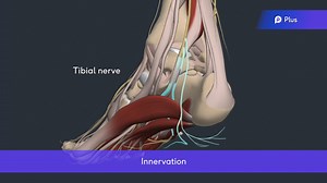 🌟 Discover the fascinating world of anatomy terminology with our FREE video resource! 🎥🔬 📚 Cover the basics and expand your knowledge from the comfort of your own home. 🏠✨ Join our global community of learners and take a step towards becoming an anatomy expert! 💪🌍💡 Click now to unlock your FREE anatomy terminology video! 👉✨✅ https://members.physio-pedia.com/brush-up-on-anatomy-terminology/ | Physiopedia
