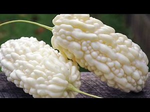 Harvesting Bitter Melon Seeds
