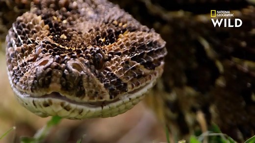 La vipère heurtante est capable de tuer sa proie en un quart de seconde. Elle est le serpent le plus rapide du monde. | Nat Geo Wild France
