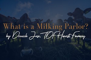 What is a Milking Parlor? — Derrick Josi | TDF Honest Farming