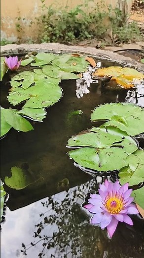 Cabomba plant releasing Oxygen in my little pond🌱🐠 #aquaticlife