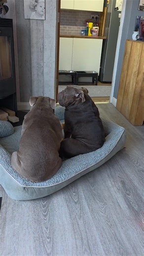 All About English Bulldogs: Traits and Care