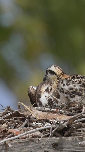 43K views · 1.1K reactions | Bonding Time. Mama Osprey and her Offspring #osprey #motherlove #nestingseason #offsprings #birdsofprey #birdlovers | Tohid Azimi | Facebook