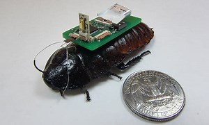 Cyborg cockroaches can help find survivors through their voices