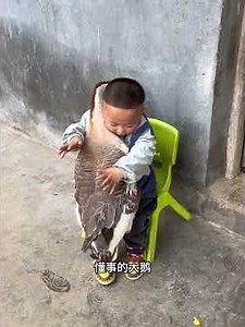 家中养了3年的大鹅，准备吃掉时，它居然泪流满面长跪不起！ #感人 #animals #动物救助 #寵物友善日常 #主人 #cute #pets #搞笑