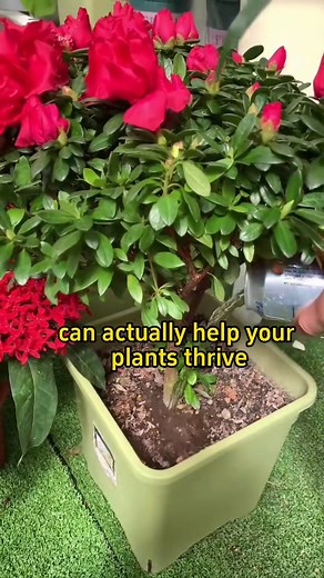 #planttips #christmascactus #christmascactusblooming | Home Gardening