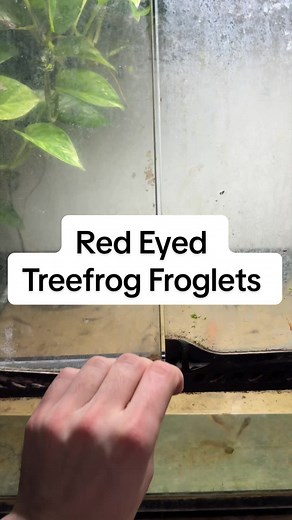 Red Eyed Tree Frog Breeding in Captivity