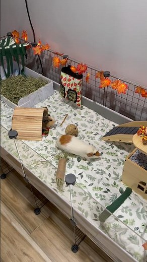 Cage reset: fall edition 🍂 #guineapighome #guineapig #animalshorts #cute #pets #rodent #guineapigs