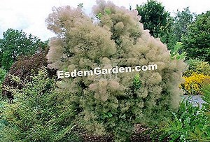 Cotinus 🌿 Alles Over Tuinieren En Tuinontwerp - 2025