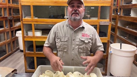 Hatching World's First Baby Reticulated Pythons! (Crazy Rare Snakes)