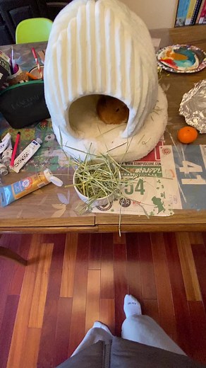 Jimmy the Guinea Pig's Spring Break Adventure