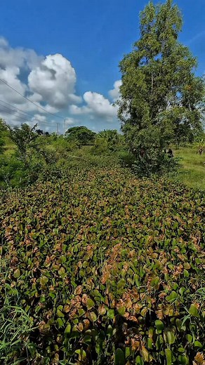 20K views · 17K reactions | The spirit of unity and waste prevention #saigonxanh #WorldCleanupDay | Sài Gòn Xanh | Facebook