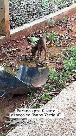 Bebel, the Educated Dog: Cute and Funny Moment