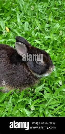 Black rabbit close-up on green grass, cute bunny outdoors, soft natural light, calm pet portrait, cozy animal footage Stock Video Footage - Alamy