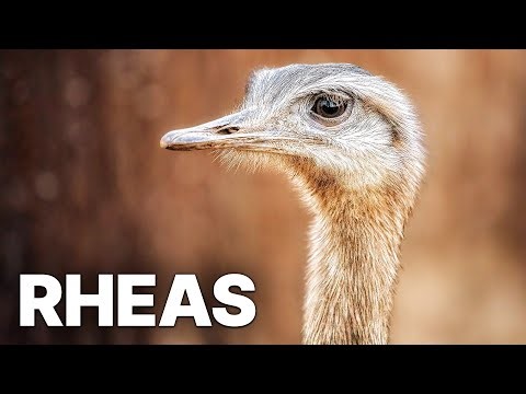 Our Alien Animal: Rheas | Economical Damage