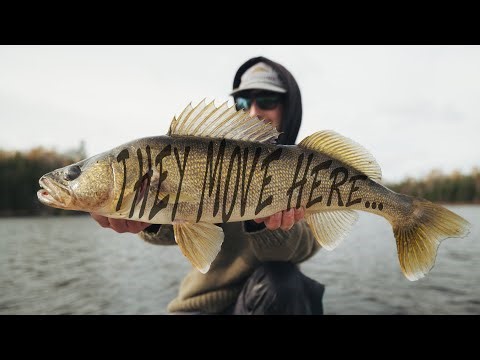 Walleyes: Where They Go When the Leaves Drop