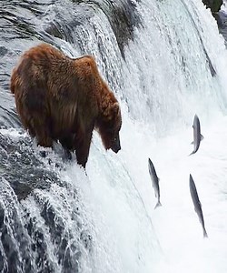 140K views · 2.5K reactions | The bear looks so happy to have caught a lot of fish. #Animal | Nature Life | Facebook