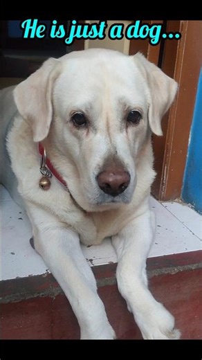 God's Gift🎁 | #dog #viral #pets #love #shortsviral #shorts #yt #ytshorts