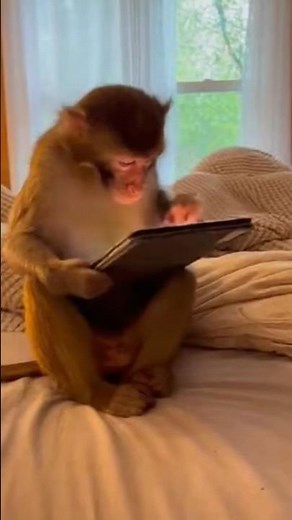 Monkey fight over tablet 😭”shorts#monkey#funny#animals#viral