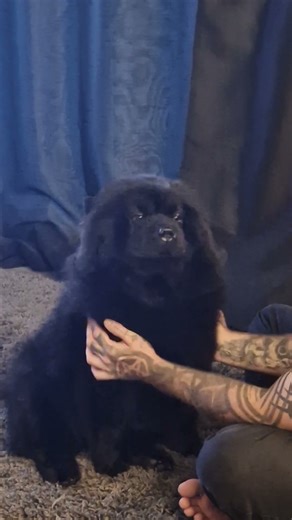 Queen Chow says...good human servant 👑🐨