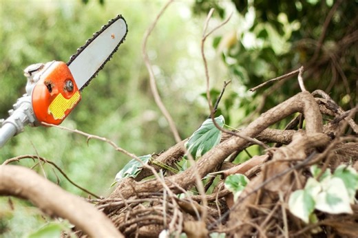 Aukštapjovė: kaip pasirinkti tinkamiausią įrankį genėjimui?