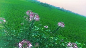 894K views · 10K reactions | প্রবাসীদের মায়ের গজল সেদিন গভীর রাতে...