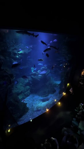 京都水族館 夜間営業 スケジュールとくらげ風鈴情報
