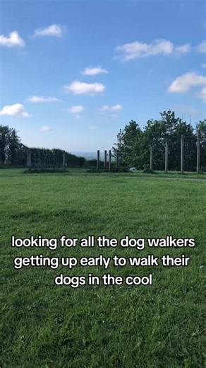 Walking Dogs in the Heat: Best Practices