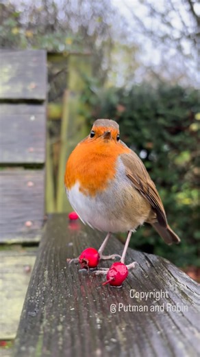 Bobette, showing off her red breast 🥰 Of course it’s actually orange, so why do we call them “robin red breast”? The reason being, there was no actual word for the colour orange in the English language back when we started calling the robin red breast. Of course I could be wrong, but that’s the reason I understand. 🧡 | Putman and Robin