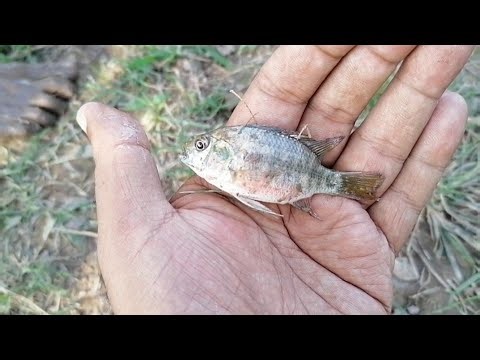 Caught a Beautiful Chira Fish | Amazing Fishing Moment