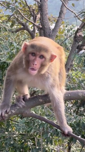 This Monkey Scared Me 😭