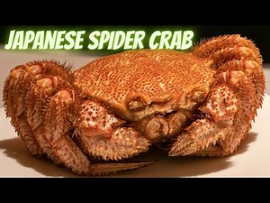 Facts and Curiosities about the Japanese Spider Crab.