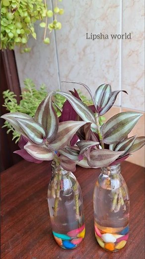 Prunning & Growing wandering jew in water #wanderingjew #lipshaworld #prunning #multiplication