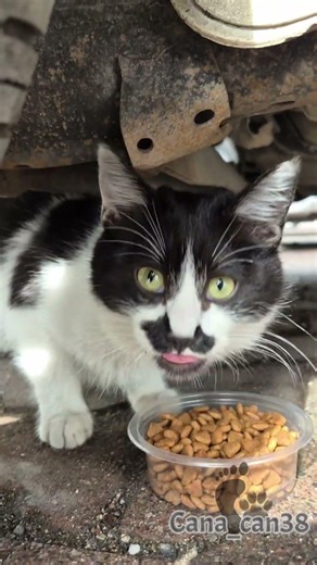 Emanet yaşamlar #cats #salı #kedi #katze #gato #asmr #बिल्ली #猫 #dua #destek #keşfet #merhamet