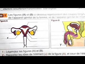 Univers documents SVT 2AC La reproduction chez l'Homme Activité 1 et 2 page 129 .