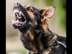 Are These 3 Dog Attacks The Worst Ever?