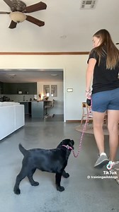 44K views · 868 reactions | The easiest most effective way to leash train your puppy or dog  | Fairfax Pines Labrador Retrievers | Facebook