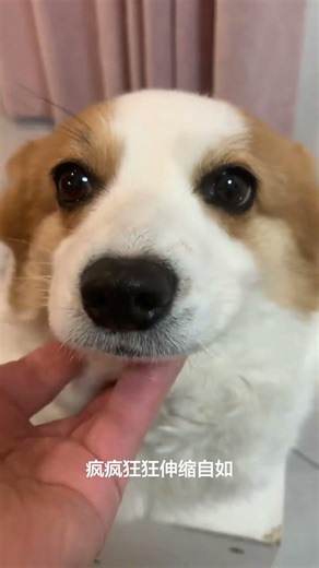 Who lives in the big pineapple in the deep sea SpongeBob...#SpongeBob#Corgis have short le