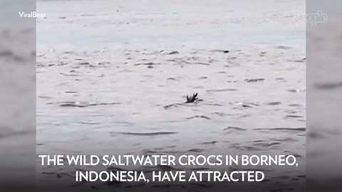 Odd Behavior Makes Wild Crocodiles Look Like Drowning Humans — Are They Trying to Lure People to Their Deaths?
