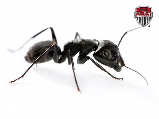 Comment identifier la fourmi charpentière et vous en débarrasser?