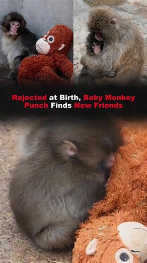 Monkey Punch Incident Sparks Outrage