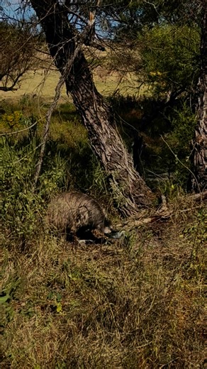 Ever watch an emu build a nest? Jewel was busy making herself a nest once the cooler weather arrived. Emu nests typically consist of a small pile of leaves or grasses, but nest material will vary depending on the region and what’s available. Nests are typically built near a tree or some foliage to provide cover. Jewel chose to construct her nest at the base of a tree in her 40-acre pasture. 🎥Ashley Marie Manalo/Black Beauty Ranch | Black Beauty Ranch