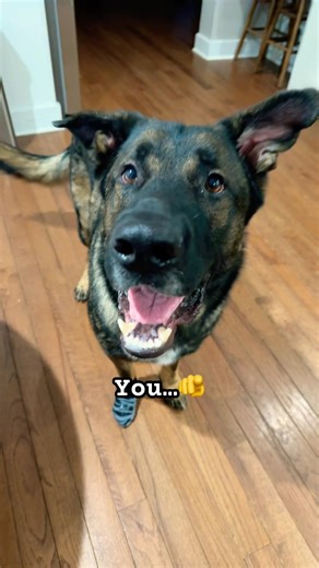 Thicker than a snicker 🤪 #billybob #germanshepherd #gsd #dog #doglover