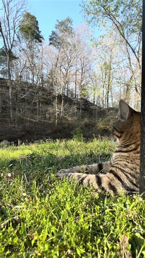 Ollie enjoys the sunshine. 🐱 #nature #calm #cat #spring