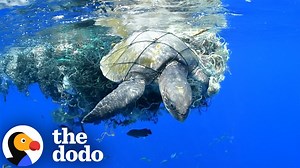 Sea Turtle Stuck In Plastic Gets Help At Just The Right Time - 1Funny.com