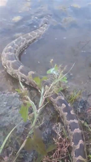 Indian Rock Python Release in nature habitat...