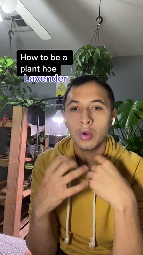 Caring for Lavender Plants: Essential Tips for a Successful Growing Season